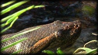 Anacondas 01 Narration