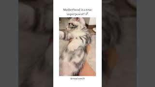 Exhausted Cat Mom Feeds Tiny Kittens – Motherhood Struggles and Cute Moments #FunnyCats #cutepets