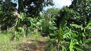 Venta de Finca de 2 Manzanas en Diriomo , Nicaragua.