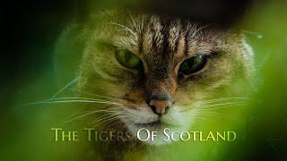 The Tigers of Scotland (2017) - Scottish Wildcat Documentary - Directors Cut (4K)