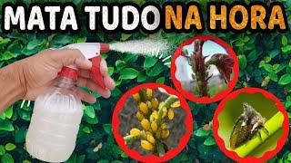 Mata Pulgão, Fungo, Cochonilha, Ácaros, Trips, Mosca Branca (Sem Gastar Nada)