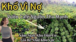 Siêu Hot! Bán Lô Đất Đắk Nông Giá Rẻ -  Khu Dân Cư Đông Đúc, Nguồn Thu Mạnh, Đầu Tư Ngay!