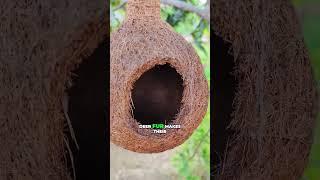 Why Are These Crows Stealing Deer Fur?