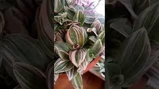 Tradescantia Albiflora variegata Pink