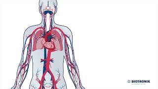 Aufbau und Funktion des Herz-Kreislauf-Systems