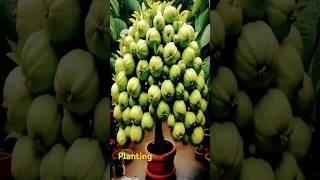 How to maximise Guava productivity #gardentech