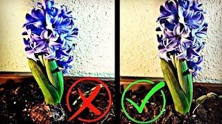 ️ No HAGAS Esto CON Tus JACINTOS  Como PLANTAR JACINTOS Cuidados Del Jacinto |Hyacinthus