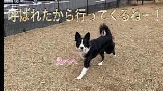 誰かに声をかけられたと勘違いして愛想振りまく犬が可愛すぎたw