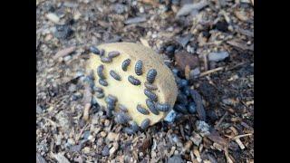 What gets rid of rolly pollies/pill bugs best?