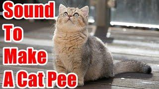 Sound To Make A Cat Pee