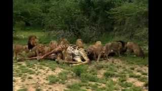 Lions Attacked And Kill Giraffe