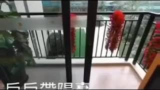 佳兆业