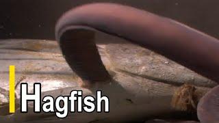 Hagfish.