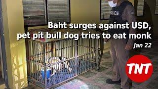 Thai Baht surges against USD, pet pit bull dog tries to eat monk - Jan 22