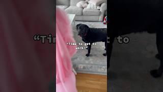 The most selfless canine on the internet 