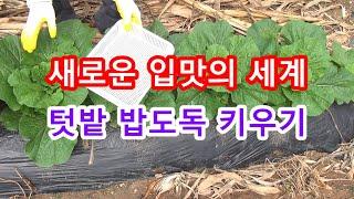 새로운 입맛의 세계가 되는 텃밭 밥도독 쌈배추 키우세요