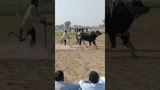 cow ki runningcow dance dhinka chika #zafarkhan #shortvideo #subscribe