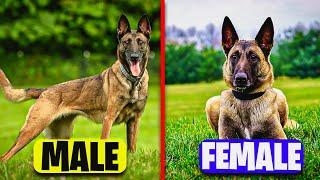 Male vs Female Belgian Malinois | 10 Differences You Need to Know!