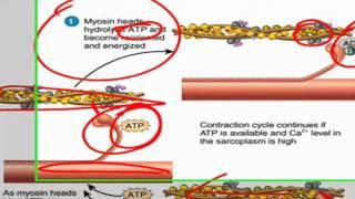 Sliding filament theory of muscle contraction