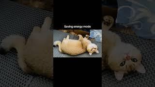 #cat #cats #catlovers #catvideos #catshorts #catube #kitten #kittens #kitty #cutecat #funnyshorts