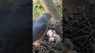 Hawk bird is feeding meat to babies (P 10) #shorts #shortsvideo #viralshorts #trendingshorts #short