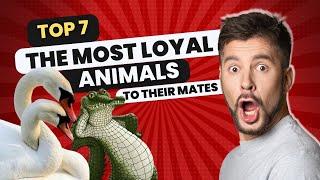 Top 7 The Most Loyal Animals To Their Mates In The World #amazingfacts  #randomfacts