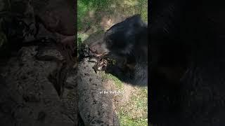 The Land of Bears and Boulders: Sloth Bears of Daroji | Indian Wildlife |‪@RoundglassSustain #Shorts