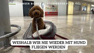 Nie wieder ins Flugzeug mit Hund | Pudel Lotti