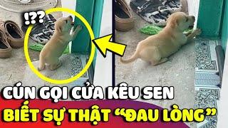 Thấy bé cún 'KHÓC LÓC' đứng ở ngoài gọi cửa, cô gái ra xem thì biết được 'SỰ THẬT'  | Gâu Đần