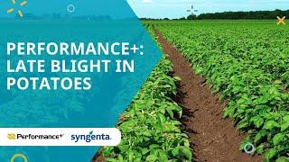 Performance+: Late blight in potatoes