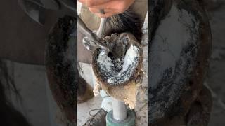 Trimming super overgrown horse hoof #farrier #satisfying #asmr