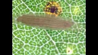 Bucculatricidae spinning a ribbed cocoon