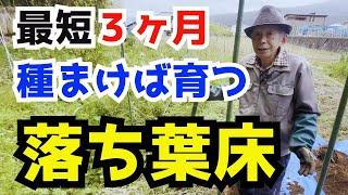 【登録者1万人記念①】苗を植えればご馳走様野菜ができる！ふぁーちょ式カンタン落ち葉床