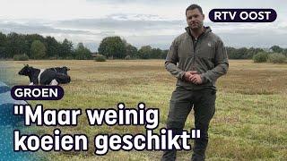 Deze zeldzame koeien wieden onkruid in natuurgebied | RTV Oost