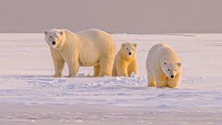 The Untold Stories Of Artic Wildlife | Our World