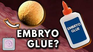 EmbryoGlue -- Does it increase IVF Success?