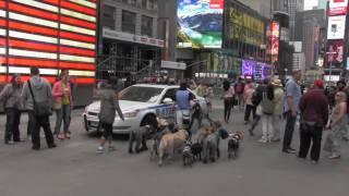 Coralee NYC Professional Dog Walker