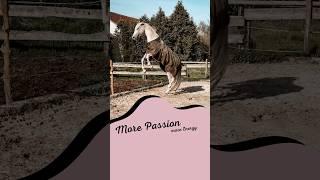 Meine Chaoten  #pferde #pferdevideo #morepassion #shorts #cotico #reiten