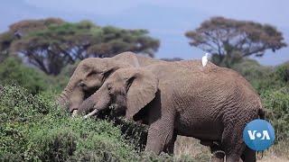 Elephant Conservation Helping Fight Climate Change in Africa | VOANews