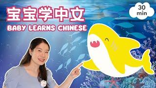 海底世界 - 鲨鱼 & 颜色 & 数字  Ocean Friends - Shark, Starfish, and More! | Baobei Chinese