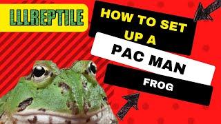 How to set up a PacMan Frog.