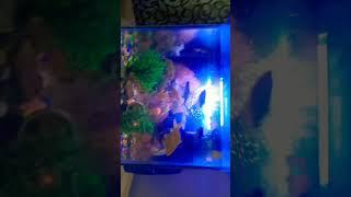 My world best aquarium #aquarium #fish