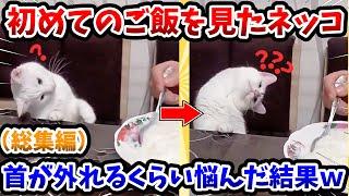 【2ch動物スレ総集編】初めてのご飯を見た猫さん → 首が外れるくらい悩んだ結果www