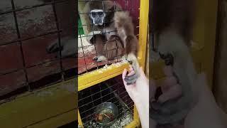 контактный зоопарк в Иркутске часть 3
