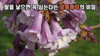 딸을 낳으면 꼭 심는다는 오동나무의 비밀