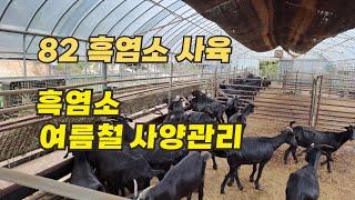 [82] 흑염소 사육 - 흑염소 여름철 사양관리