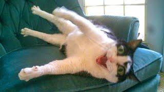 The funniest unexpected CAT MOMENTS on earth !