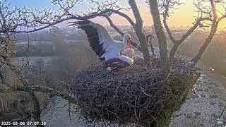 Busy morning / pracowity poranek 6/3/25 #storks #bociany 