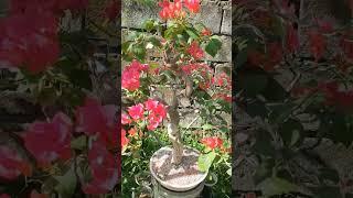 how to increase boungainvillea flowers#howto #bougainvillea #potash #backyard #bonsai