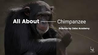 All About Chimpanzees  | Science by Zeba Academy